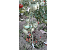 �� ����� �������������