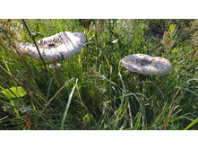 ����� �������