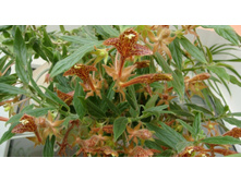 �������� �������� ( C. scheideana )