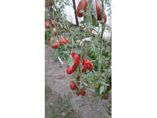 ��������� ��������