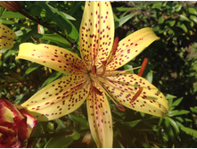 ����� ��������