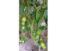 ������ � ������� �� ����