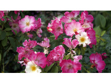 ����� (Liola)