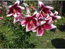 ����� �����