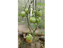 ����� ���������� �����