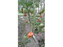 �������� ����