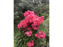 ����� ���� ����  50 ���