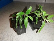 �������� �������� ( C. scheideana ) - 150 ���.