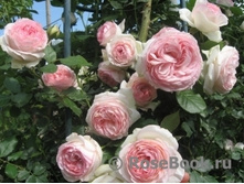 ���� Pierre de Ronsard ��������,282��� (�������� 6��).jpg