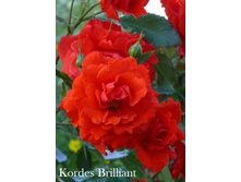 ���� Kordes Brilliant (�������� 5 ��).jpeg