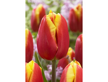 176,1 ���.������� ��� ����� (���������� ����������. � �������� 10��. ���� ������� �� ��������) �������� 2 ����..jpg