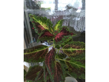 3 ������