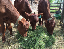 2016-05-17 13.43.14.jpeg