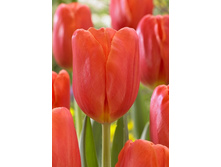 198,8 ���.������� ������ ���� (���������� ����������. � �������� 10��. ���� ������� �� ��������) �������� 2 ����..jpg