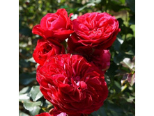 ���� Mona Lisa ������, 237��� (�������� 4��).jpg