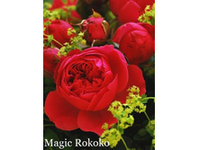 ���� Magic Rokoko (�������� 11��).jpeg