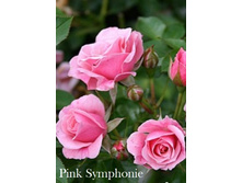 ���� Pink Symphonie (�������� 5 ��).jpeg