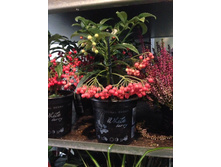 ������� ����������