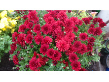 ����������� ���� ���