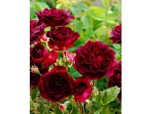 ���� Tisa �����-������,237��� (�������� 3��).jpg