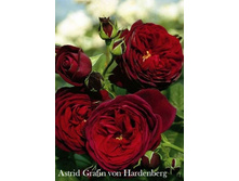 ���� Astrid Grafin von Hardenberg (�������� 23��)jpeg