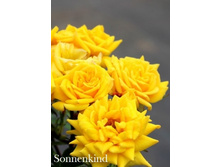 ���� Sonnenkind (�������� 4��).jpeg