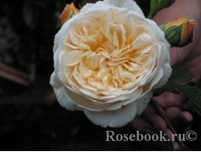 ���� Teasing Georgia ����, 282��� (�������� 7��).jpg