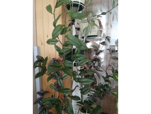 33 ������������