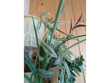 41 ������������