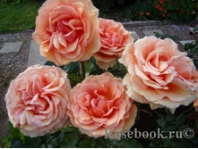 ���� Ashram �-������, 237��� (�������� 4��).jpg