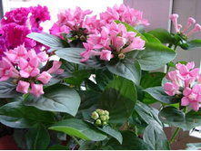 �������� �������