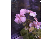 25 ����������