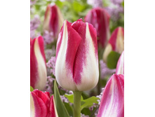 184,4 ���.������� ��������� (���������� ����������. � �������� 8��. ���� �� ��������) �������� 4 ����..jpg