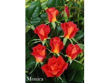 ���� Monica (�������� 7��).jpeg