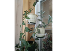 36 ������������