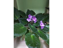 21 ������