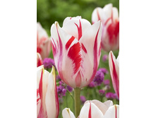 211,2 ���.������� ������ (���������� ����������. � �������� 10��. ���� ������� �� ��������) �������� 1 ����..jpg