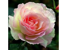 ���� Charles Aznavour ������, 237��� (�������� 6��).jpeg