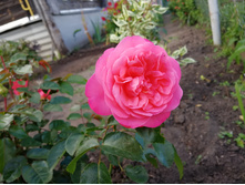 IMG 20190915 142444.jpg