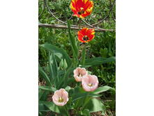 2016-05-08 10.58.39.jpeg