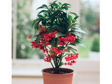 ������� ���������� (Ardisia crenata)-