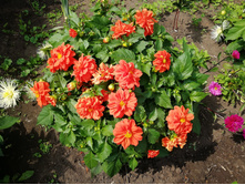 IMG 20190803 120021.jpg