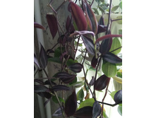 42 ������������