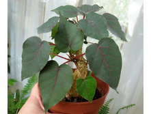 ����� ���������� (Ficus petiolaris)