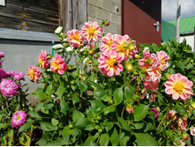 IMG 20190825 100512.jpg