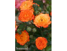 ���� Sunmaid (�������� 5 ��).jpeg