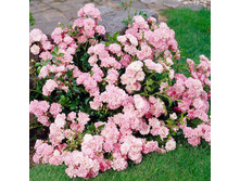 ���� The Fairy �����-����,237��� (�������� 4��).jpg