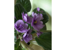 34 ������