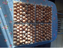 2016-02-12 10.50.39.jpeg