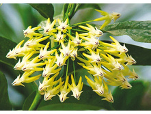 Multiflora